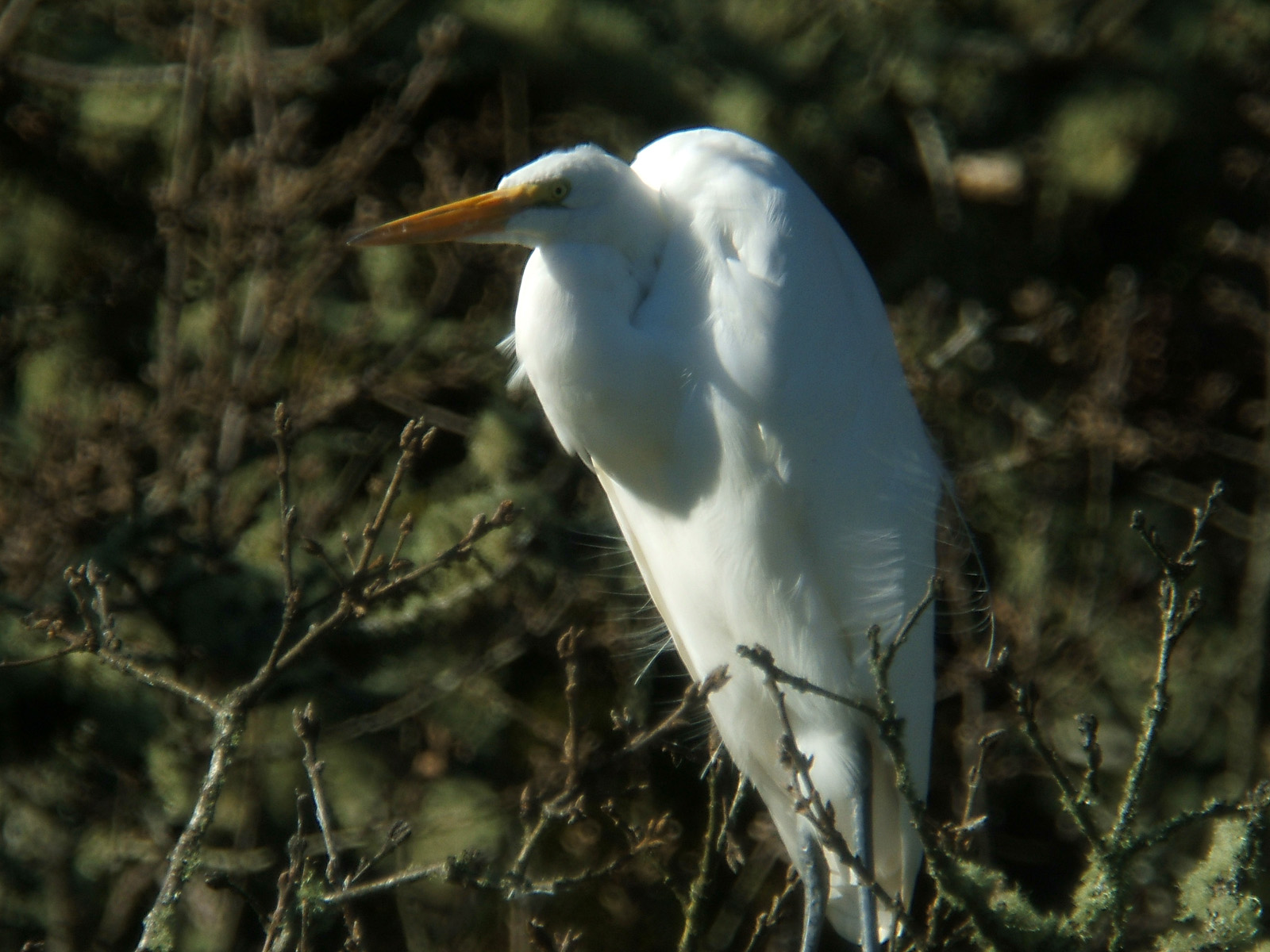 Egret With C90 MAK
