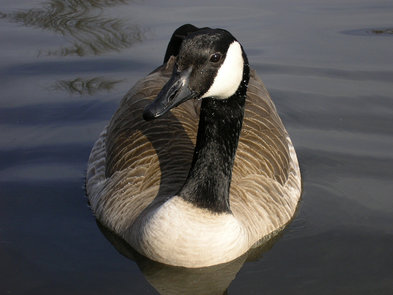 Nice Goose