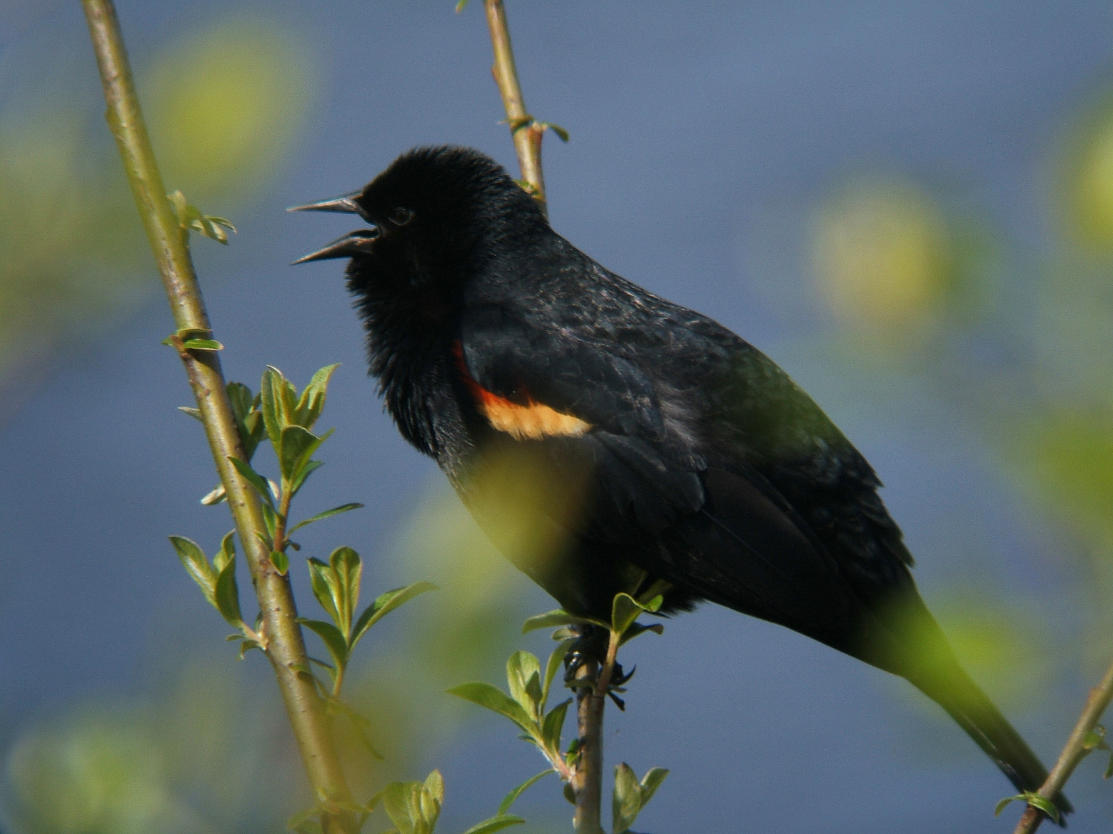 Blackbird II