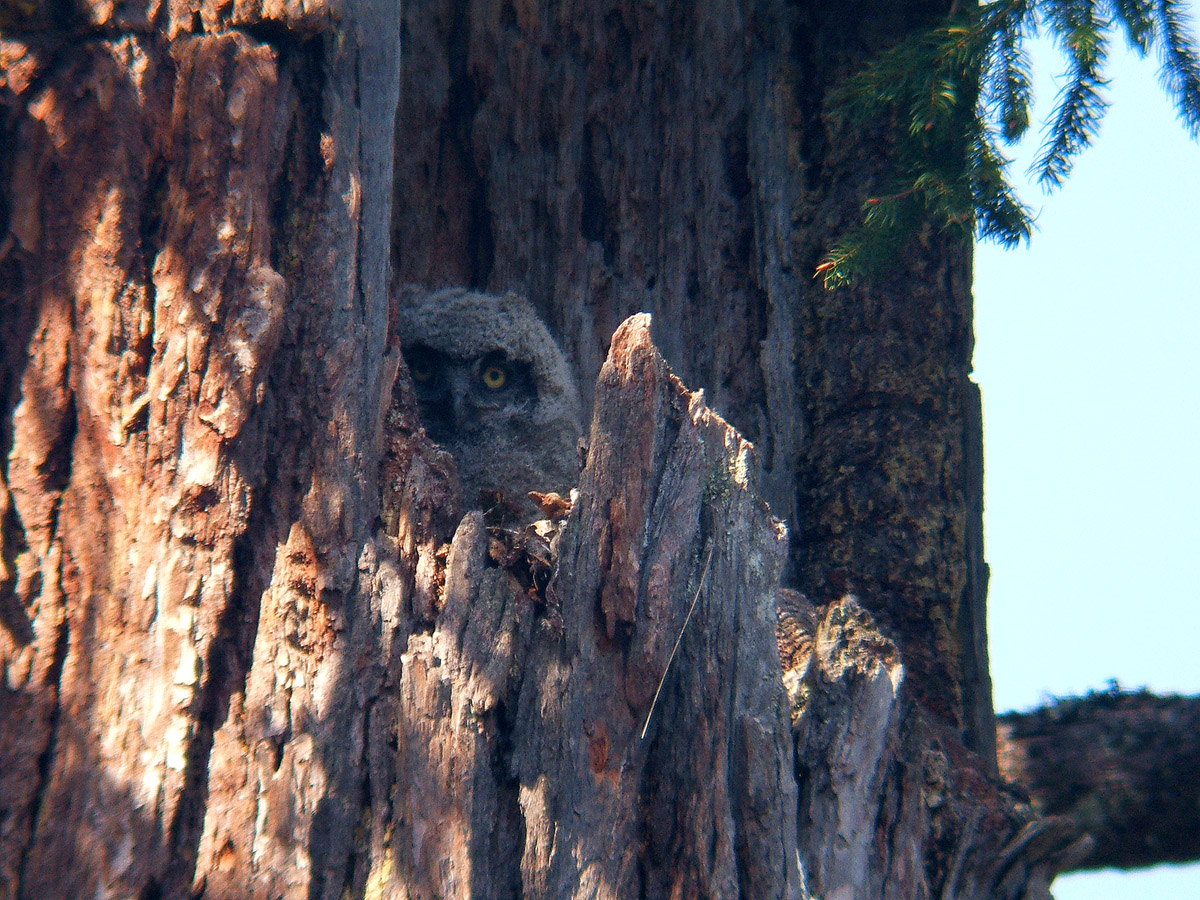 Baby Owl