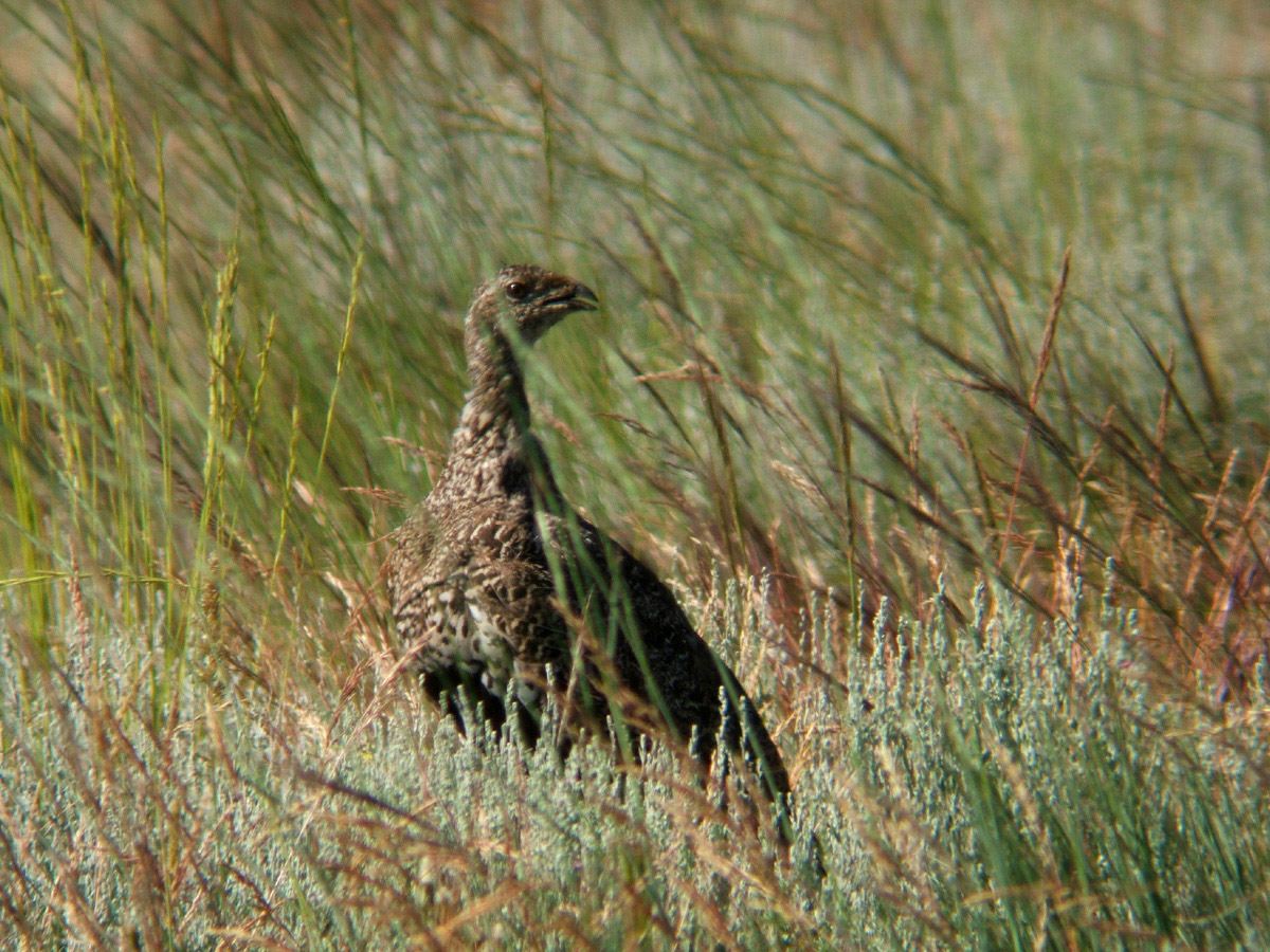 Female Sage Grouse