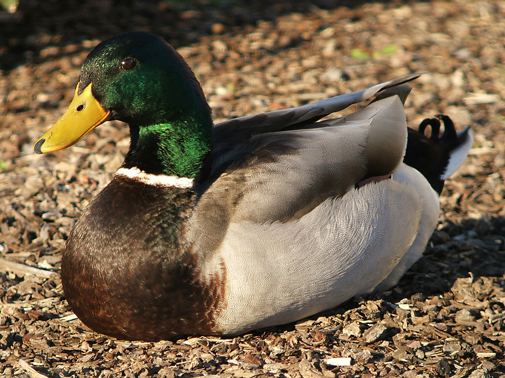 HD Mallard