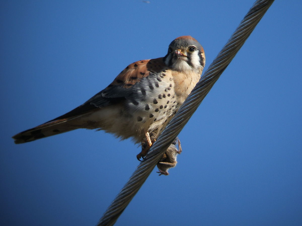 Kestrel Lunch