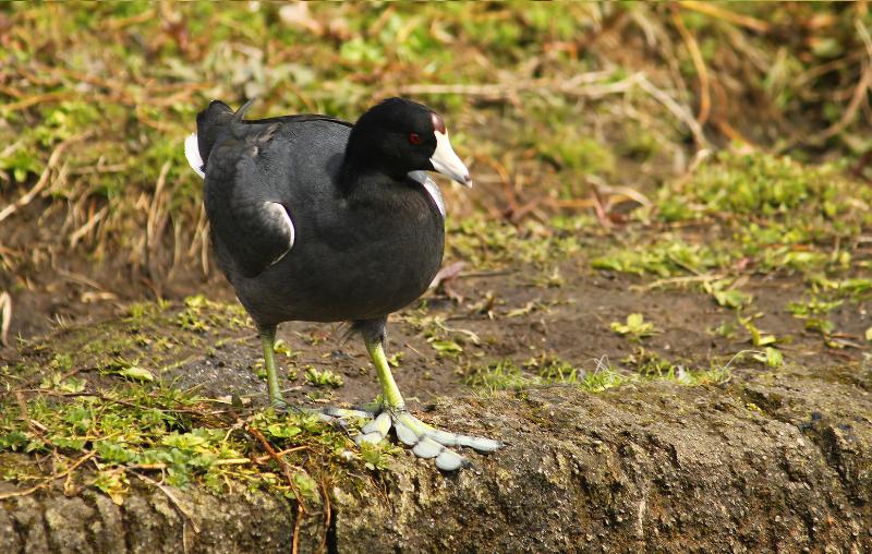 Coot