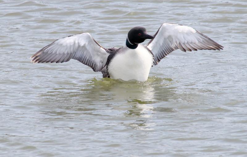 Loon stretch