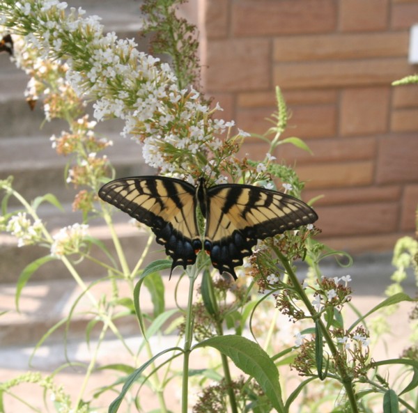 Hello Butterfly