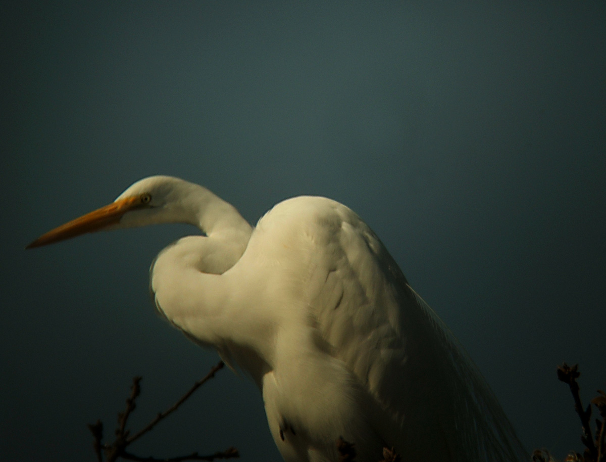 Egret