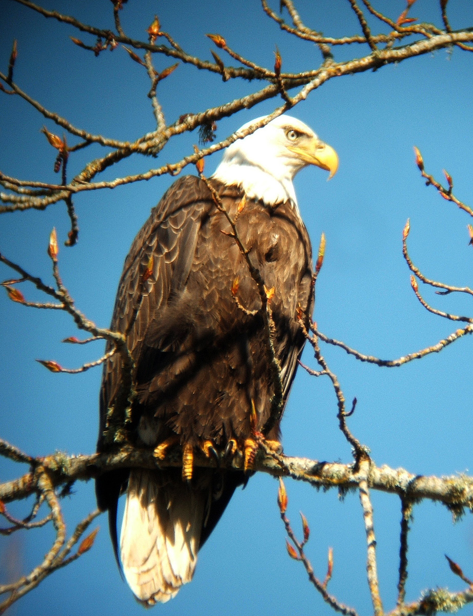 Another Eagle