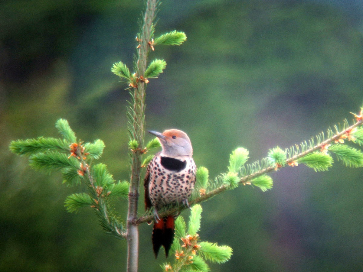 red shafted flicker