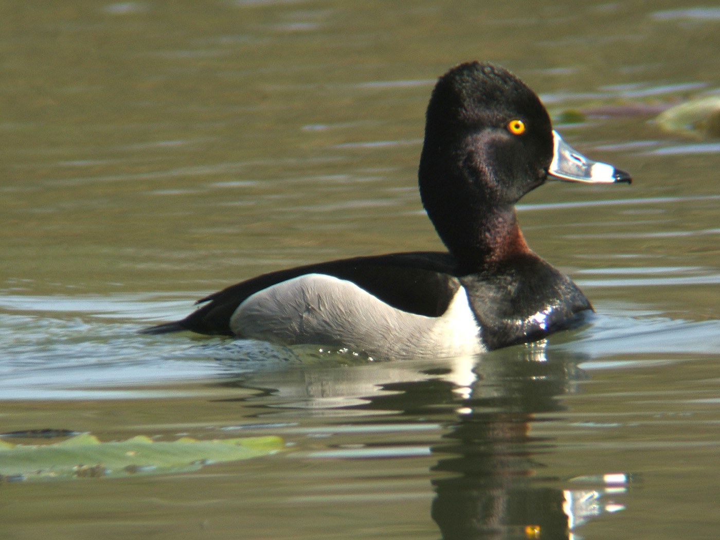 ring necked duck