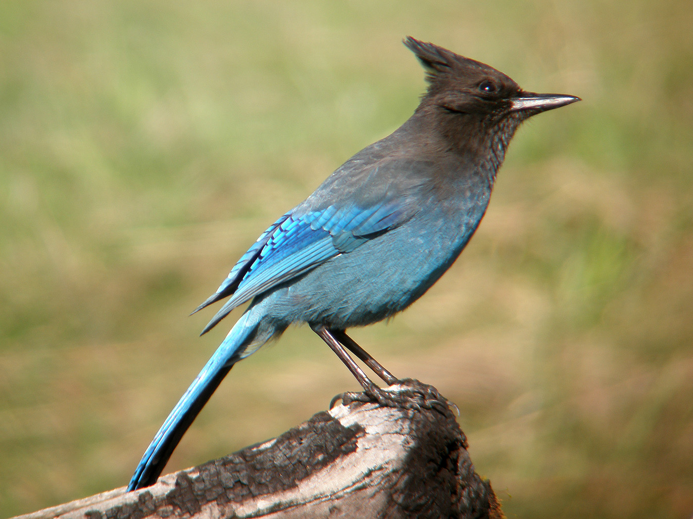stellers jay