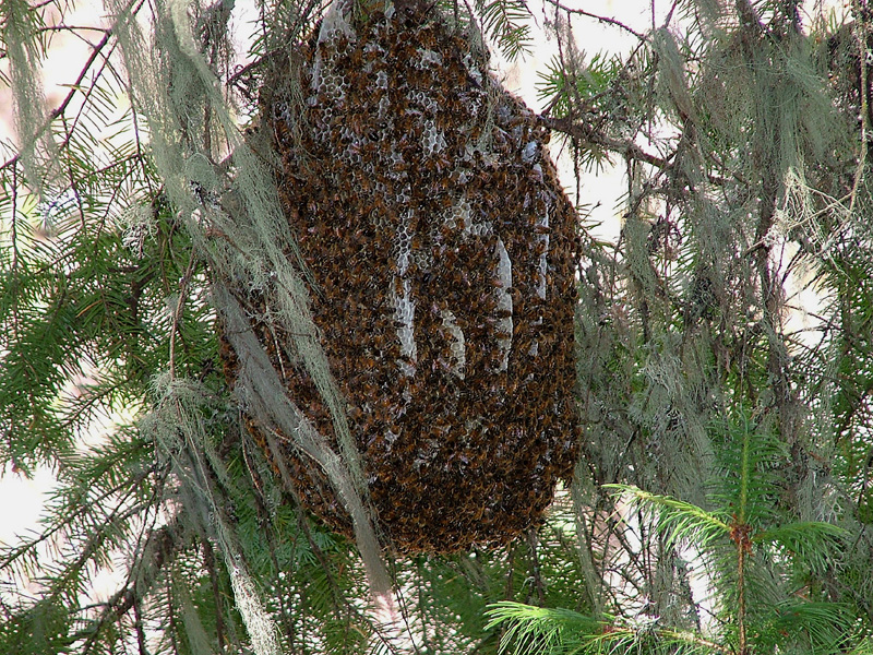 homeless honey bees