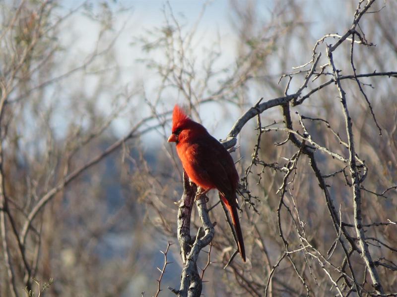 Morning Cardinal