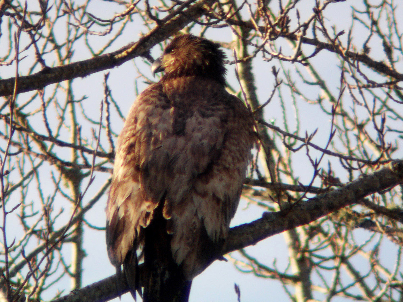My Best Eagle