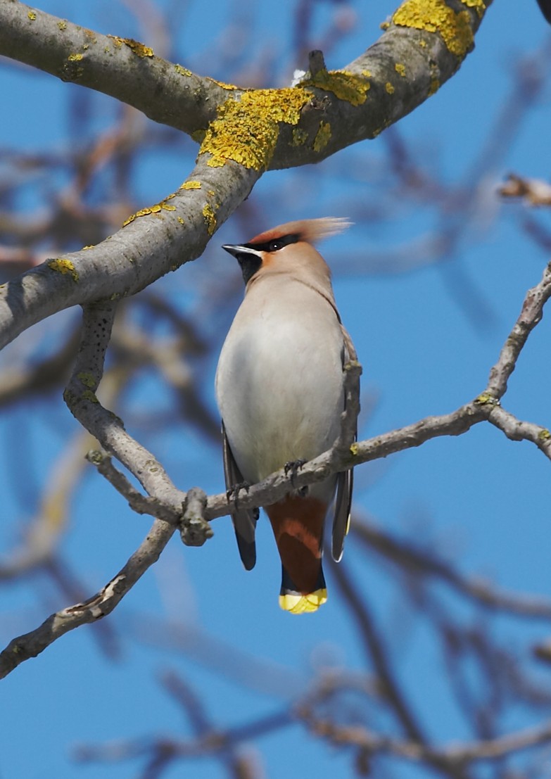 Bohemian Waxwing