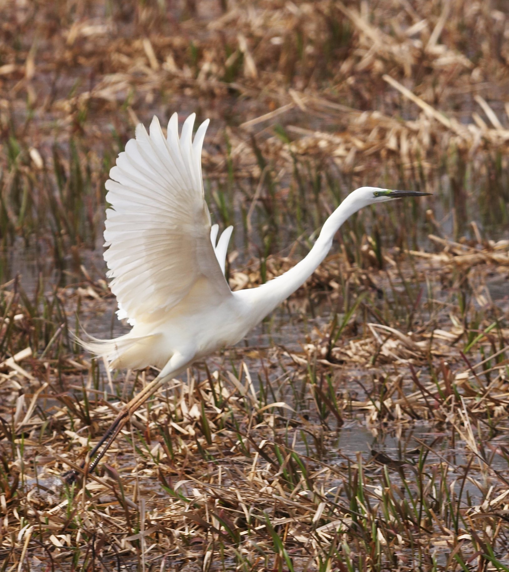 Great White Egret -Egretta alba