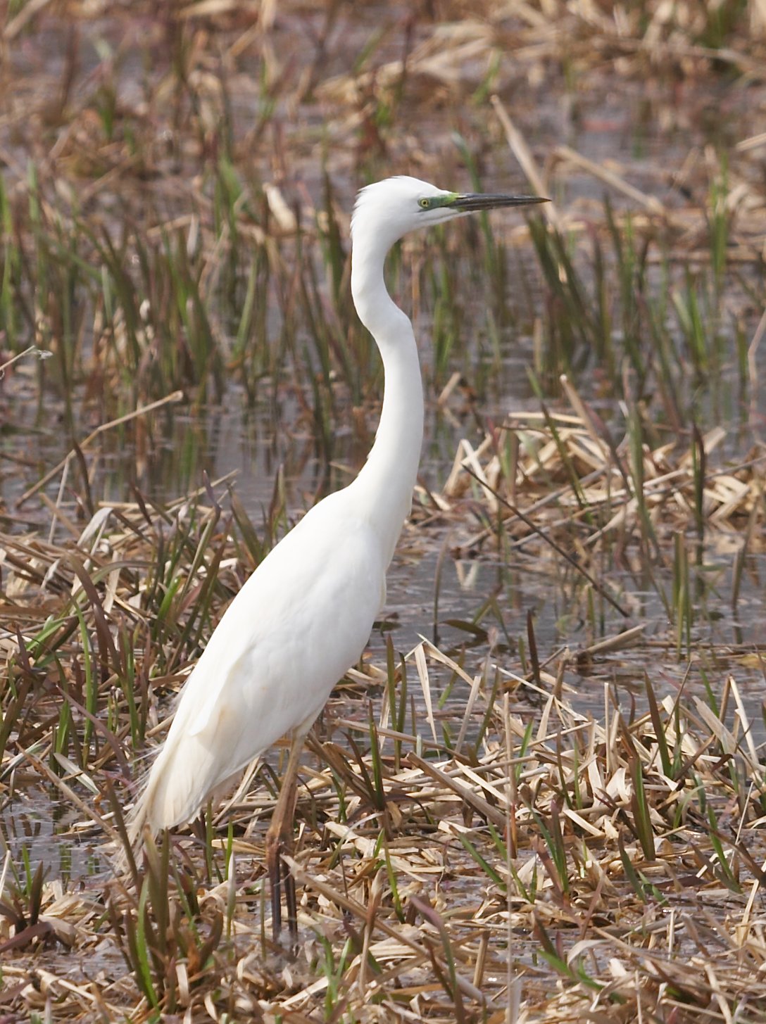 Great White Egret 2