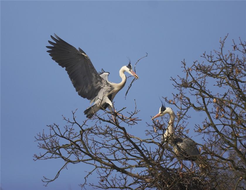 building of nest