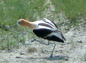American Avocet