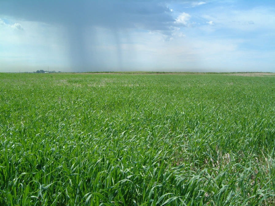 Praire Wetland