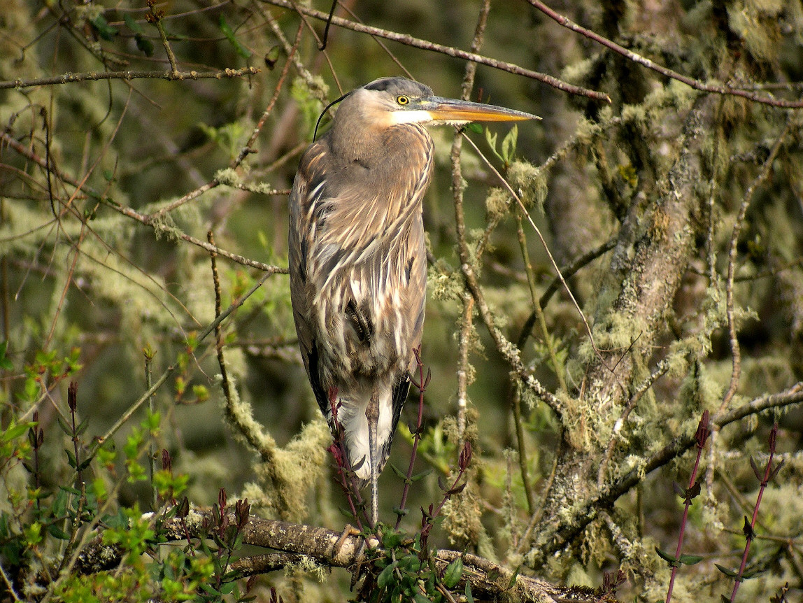 Heron