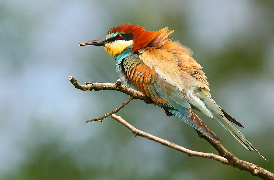 Bee Eater