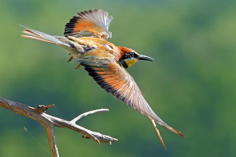 Bee Eater starting to fly image