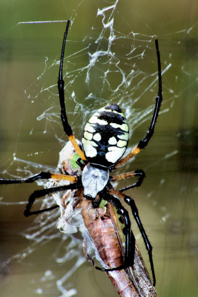 Banana Spider Having A Grasshopper