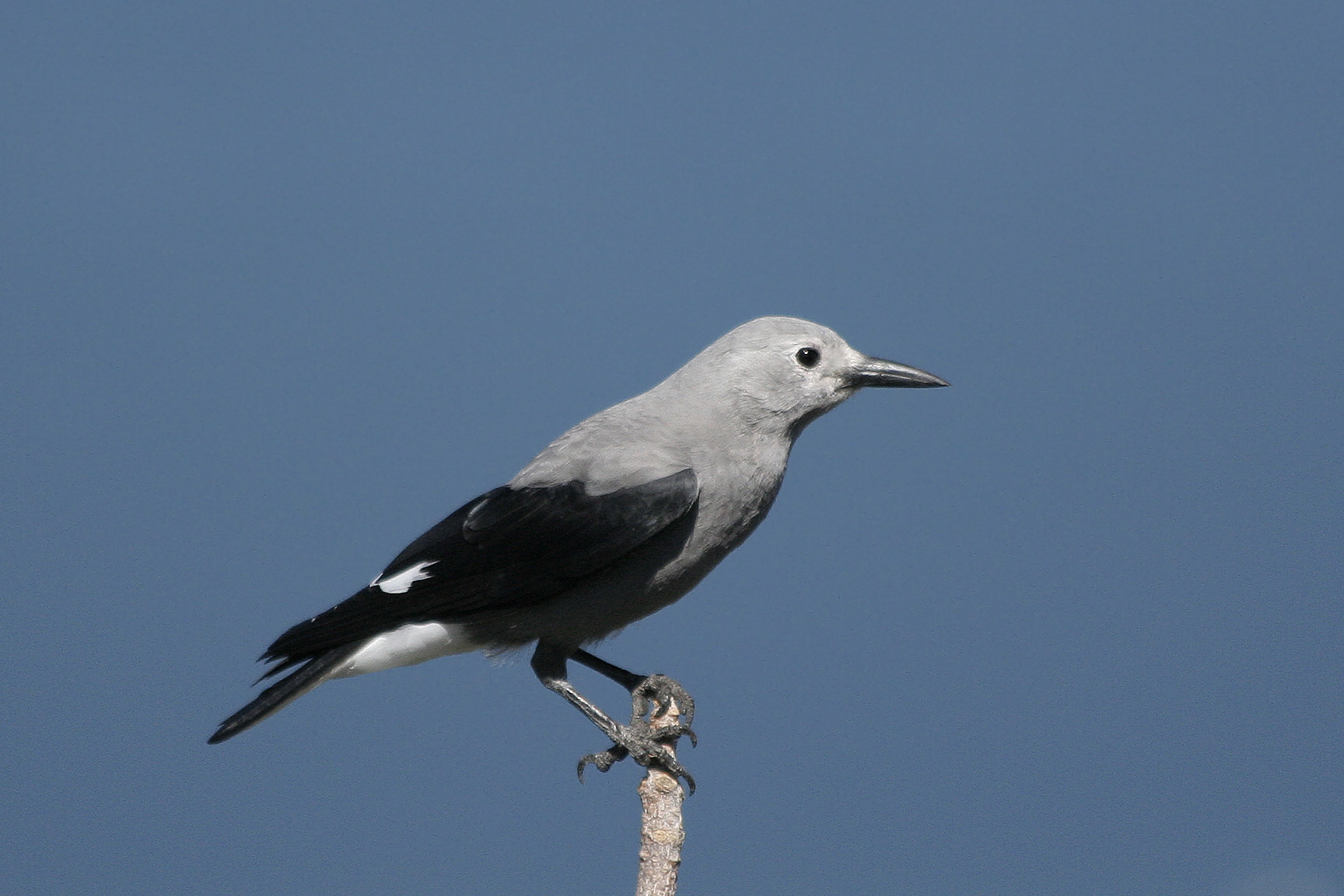 Clarks Nutcracker