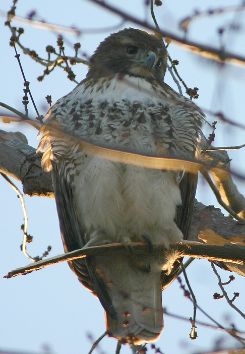 EARLY MORNING RED TAIL