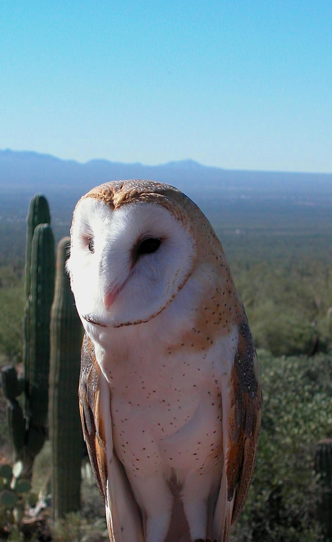 Barn Owl