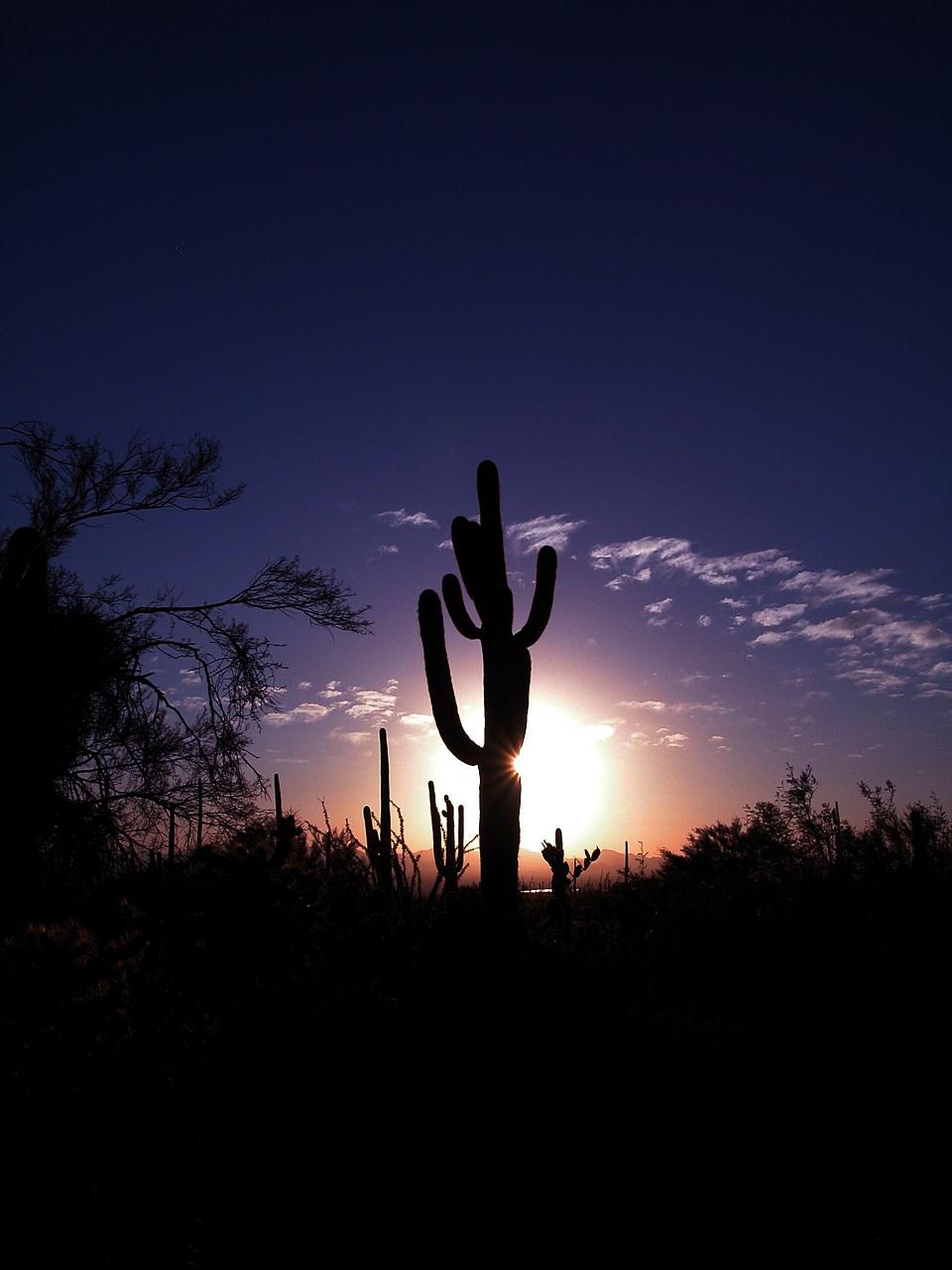 Saguaro Cactus Sunset image