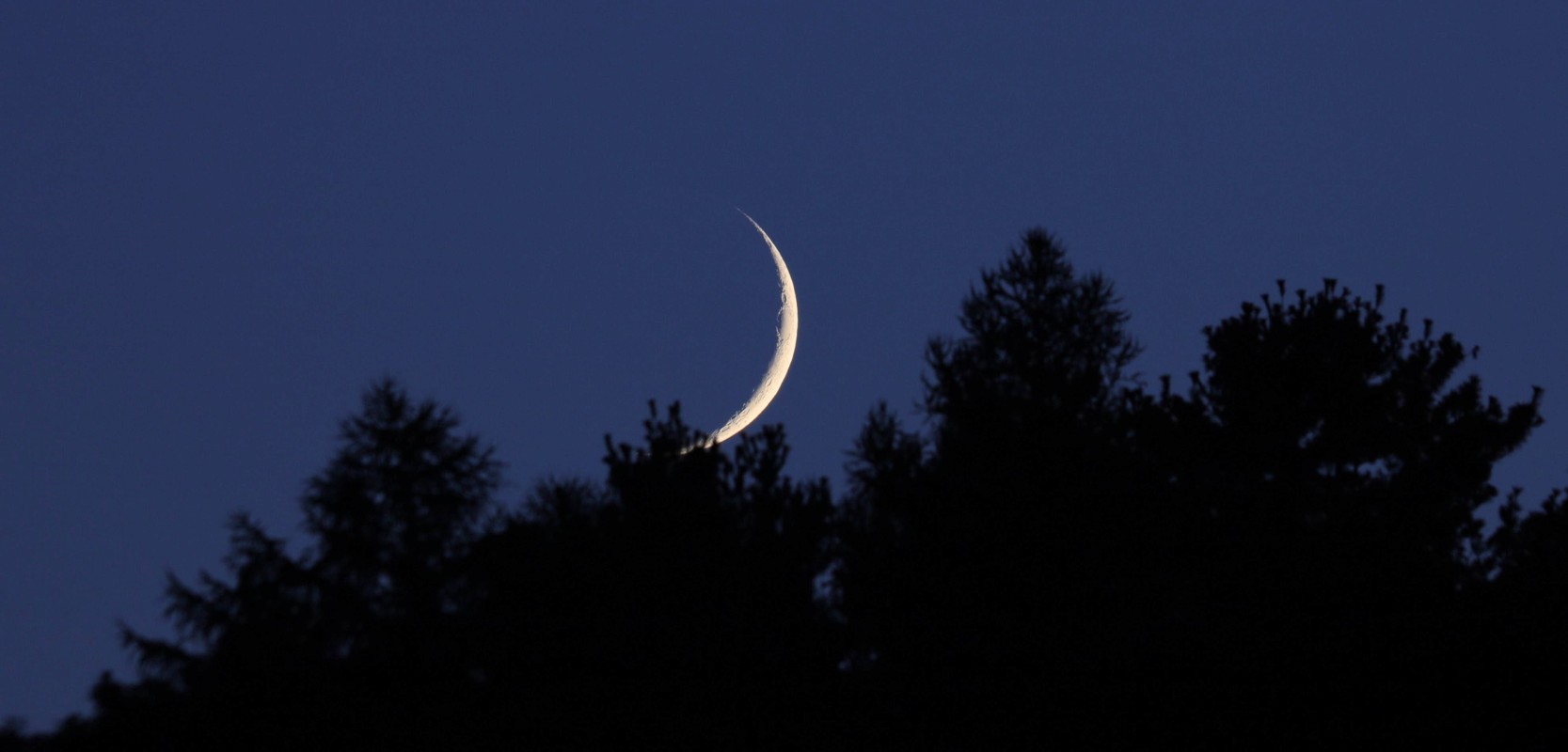 Crescent  moon setting in the Connecticut  forrest