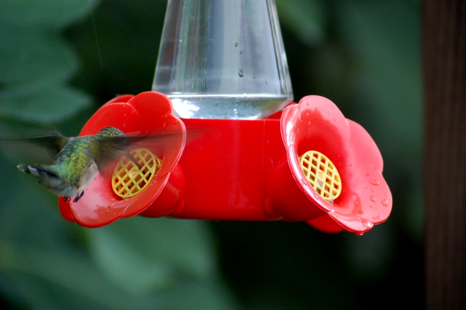 Ruby Throated Hummingbird
