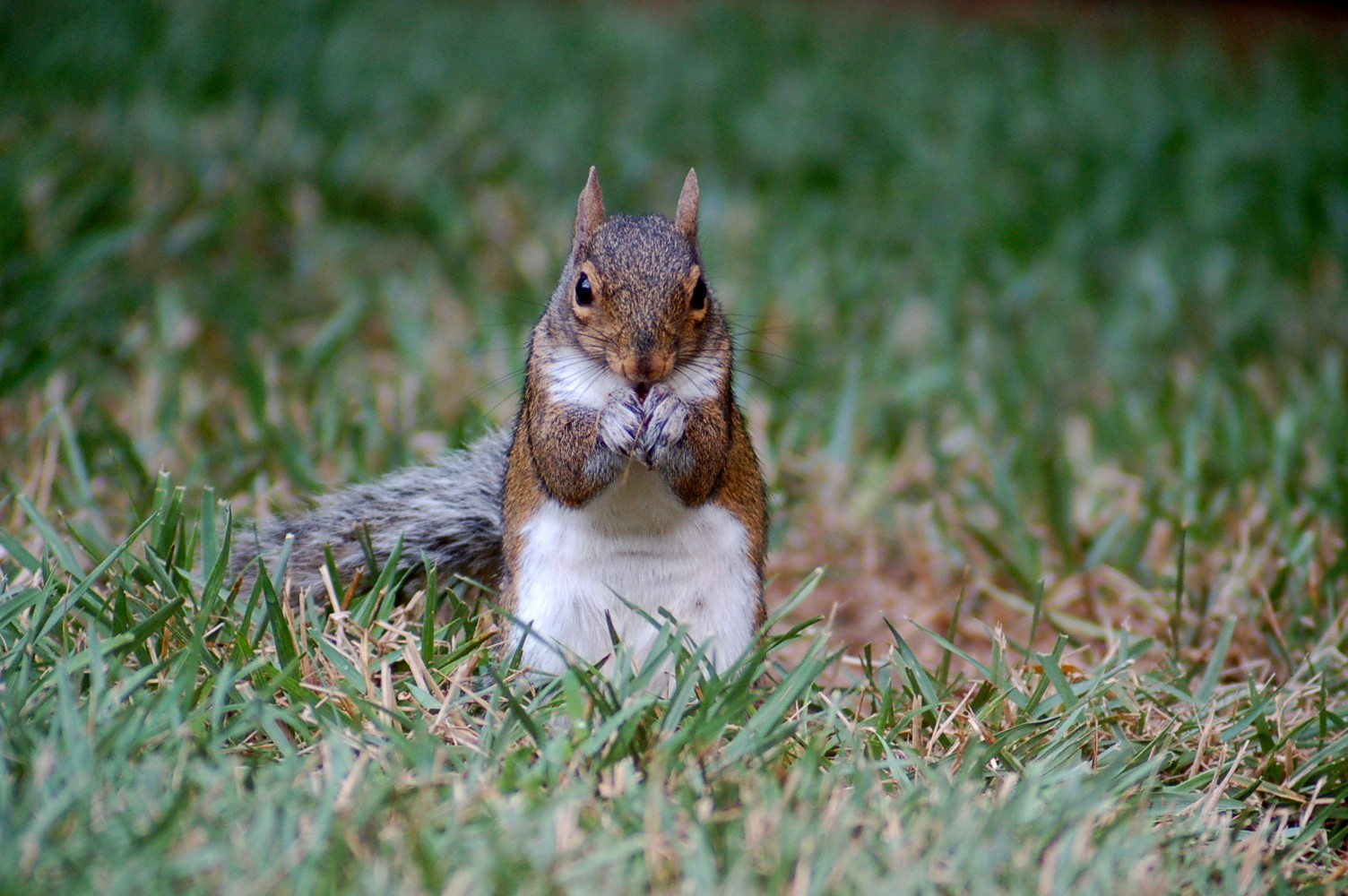 Squirrel