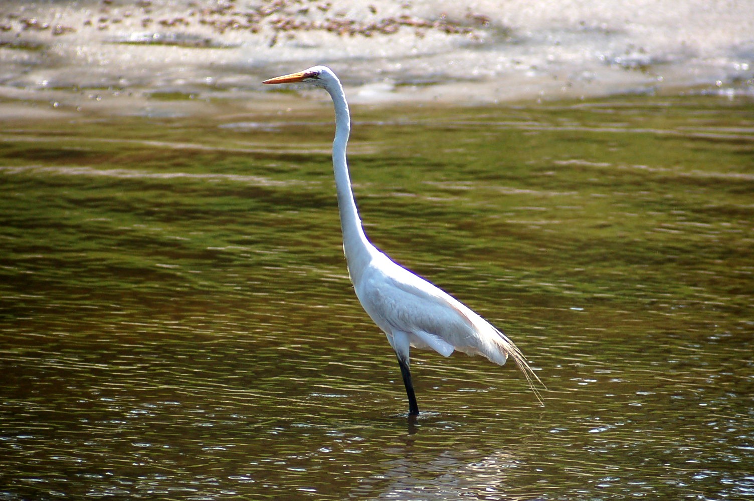  WHITE EGRET