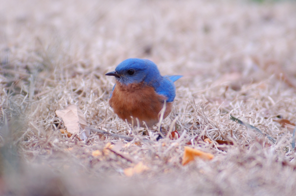 Eastern Blue Bird