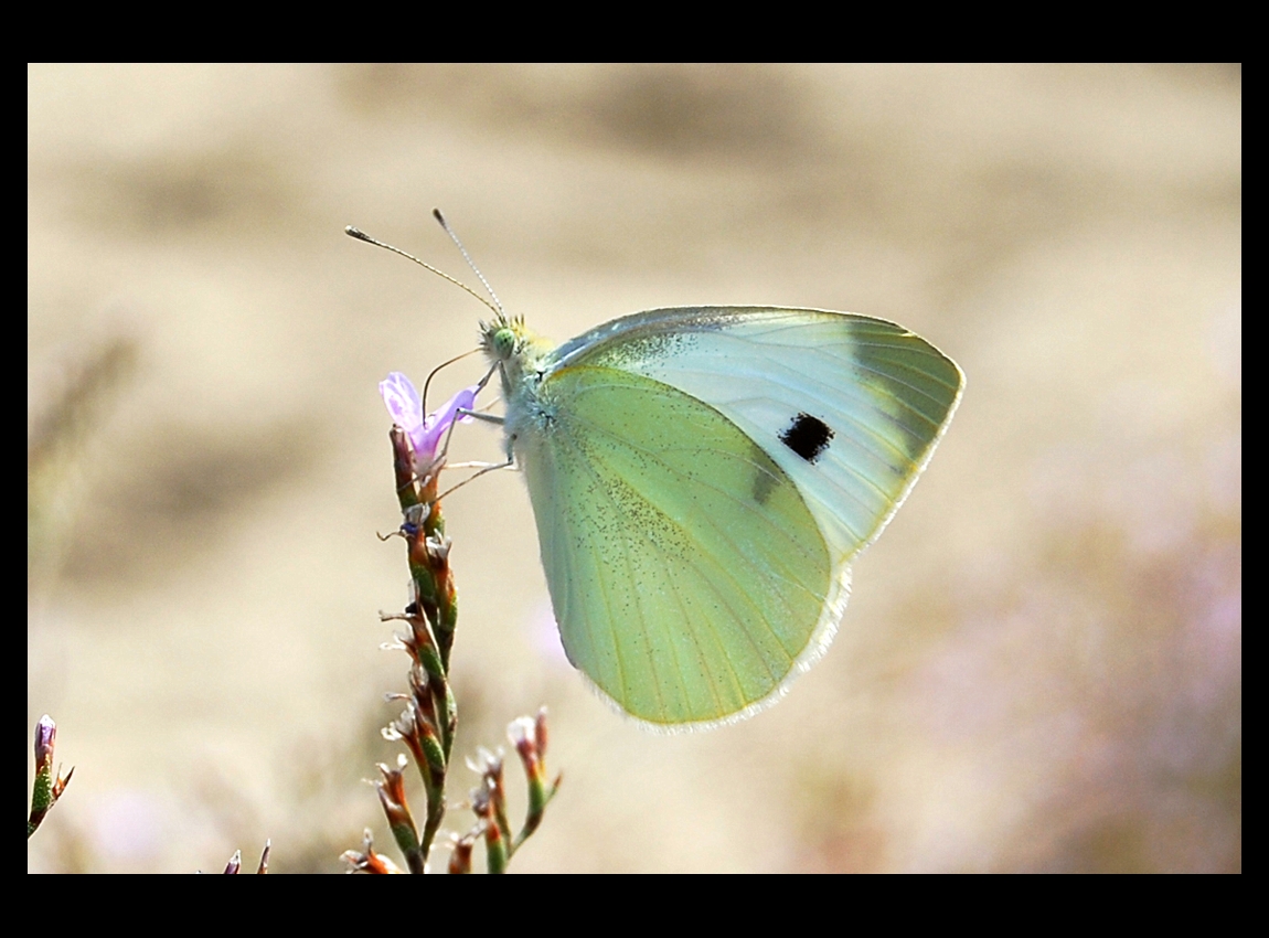 Butterfly at lunch time