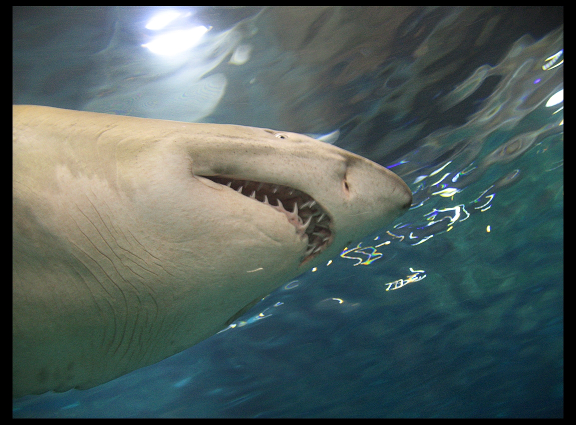 Sharks face