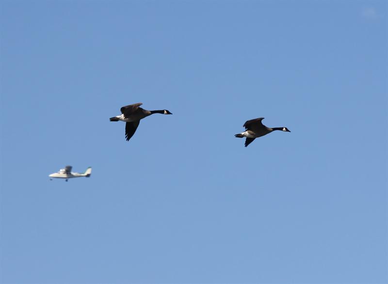 3 slow birds