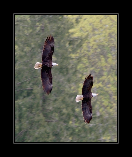 Eagles