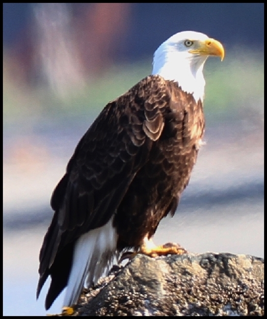 Bald Eagle Through Takahashi FS 102